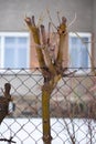 Trimmed tree ingrowing into mesh fence Royalty Free Stock Photo