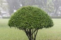 Trimmed tree. Royalty Free Stock Photo