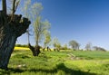 Trimmed trees landscape Royalty Free Stock Photo