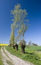 Trimmed trees landscape Royalty Free Stock Photo