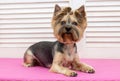 Trimmed Yorkshire Terrier dog Royalty Free Stock Photo