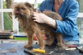 Trimming the Belgian Griffon dog standing on the table