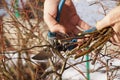 Trimming bushes. The best term is the end of winter or early spring Royalty Free Stock Photo