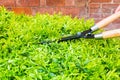 Trimming bushes with garden scissors