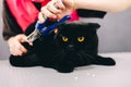 Trimming the claws of a black beautiful cat. Royalty Free Stock Photo