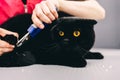 Trimming the claws of a black beautiful cat. Royalty Free Stock Photo