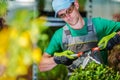 Trimming Garden Plants Royalty Free Stock Photo