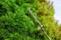 the gardener using hedge clipper to trim bush in the garden Royalty Free Stock Photo