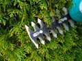 trimming overgrown green bush by electric hedge clippers. cutting thuja in garden.