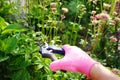 Trimming perennials after blooming