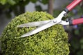 Trimming a plant with hedge clippers. Conceptual image shot Royalty Free Stock Photo