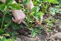 Trimming runners on strawberry closeup