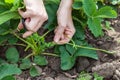 Trimming runners on strawberry closeup