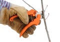 Trimming a Tree Branch with Pruning Shears