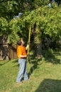 Trimming Tree Branches Around A Telephone Line