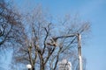 Trimming tree by man with chainsaw, standing on platform of mechanical lift, at high altitude against the blue sky. Spring pruning Royalty Free Stock Photo
