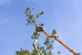 Trimming trees with a chainsaw Royalty Free Stock Photo