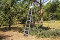 trimming young pines