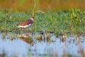 Tringa glareola or wood sandpiper in marshland