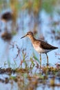 Tringa glareola or wood sandpiper in marshland