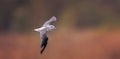 Tringa ochropus flies above the surface and searches for food Royalty Free Stock Photo