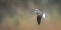 Tringa ochropus flight a puddle of water and looks for food Royalty Free Stock Photo