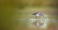 Tringa ochropus walks in a puddle of water and looks for food Royalty Free Stock Photo