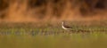 Tringa ochropus walks in a puddle of water and looks for food Royalty Free Stock Photo