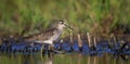 Tringa ochropus walks in a puddle of water and looks for food Royalty Free Stock Photo