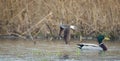 Tringa ochropus walks in a puddle of water and looks for food Royalty Free Stock Photo