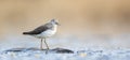 Tringa ochropus walks in a puddle of water and looks for food Royalty Free Stock Photo