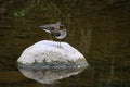 Two Sandpiper Birds Standing On Rock In River Royalty Free Stock Photo