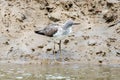 Tringa stagnatilis. marsh sandpiper walking on swamp.