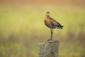 Redshank, Tringa totanus