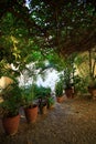 Trinidad, Cuba. Clay potted plants and a live canopy on a shady patio Royalty Free Stock Photo