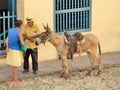 Trinidad, Cuba -Genre sketch with a donkey.