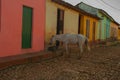 Trinidad, Cuba. White horse. Traditional Cuban street with cobblestones road and multi-colored houses.