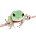 Trinidad Monkey Leaf Frog on white background