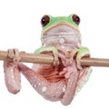 Trinidad Monkey Leaf Frog on white background