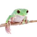 Trinidad Monkey Leaf Frog on white background