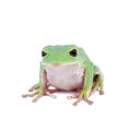 Trinidad Monkey Leaf Frog on white background