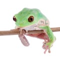 Trinidad Monkey Leaf Frog on white background