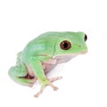 Trinidad Monkey Leaf Frog on white background