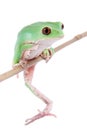 Trinidad Monkey Leaf Frog on white background