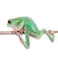 Trinidad Monkey Leaf Frog on white background