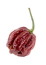 Trinidad moruga scorpion chocolate peppers