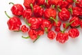 Trinidad moruga scorpion peppers