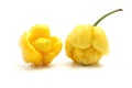 Trinidad moruga scorpion Royalty Free Stock Photo