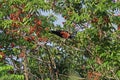 Trinidad Piping-Guan, Pipile pipile Royalty Free Stock Photo