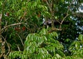 Trinidad Piping-Guan, Pipile pipile Royalty Free Stock Photo